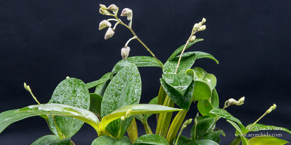 Dendrobium Aussie (Micro) Chip orchid images