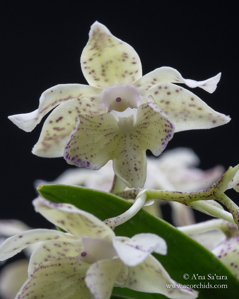 Dendrobium Aussie (Micro) Chip orchid images