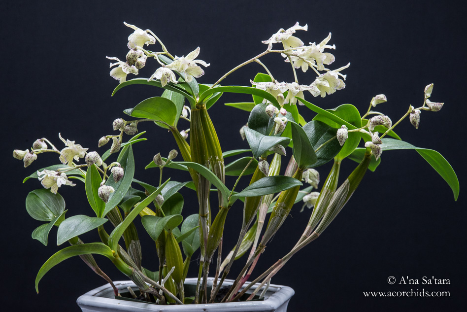 Dendrobium Aussie (Micro) Chip orchid images