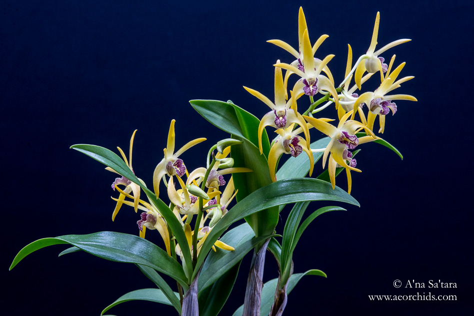 Dendrobium Robbie McInnes orchid images