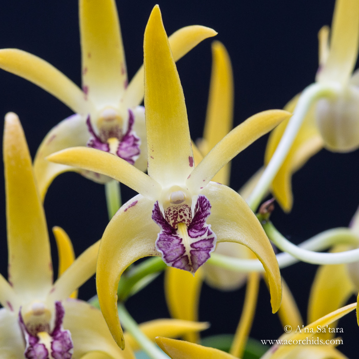 Dendrobium Robbie McInnes orchid images