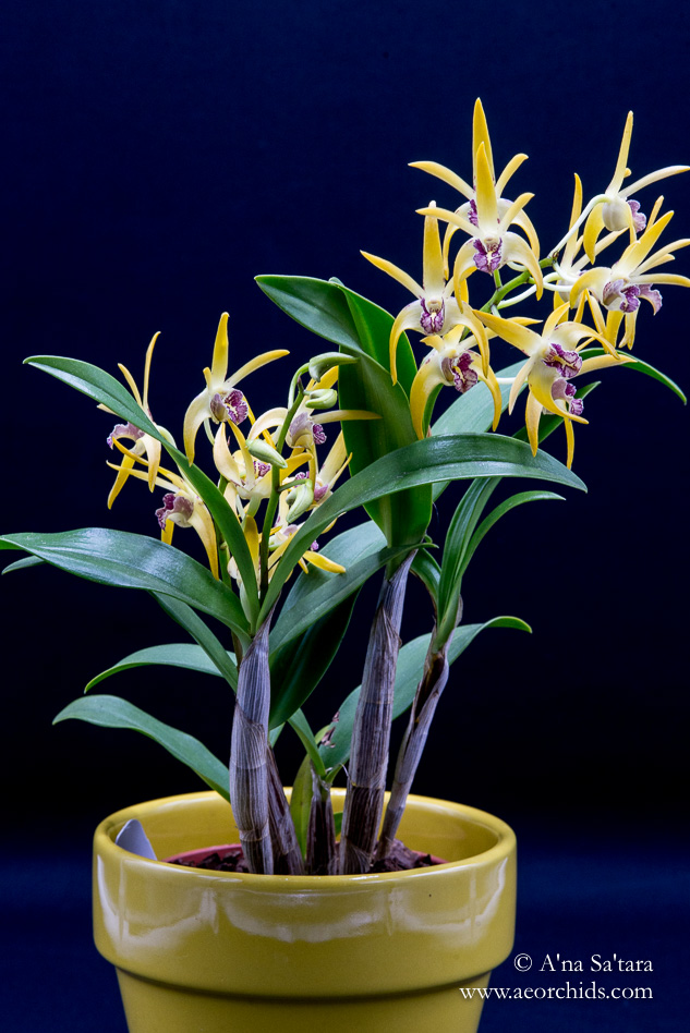 Dendrobium Robbie McInnes orchid images
