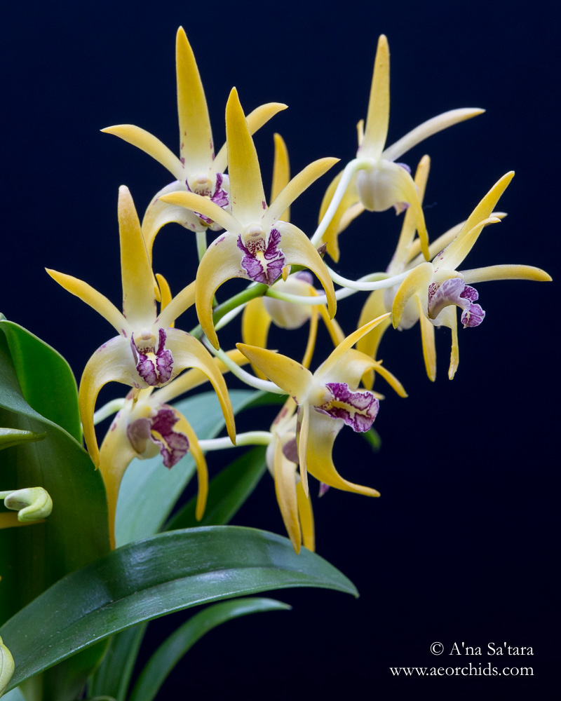 Dendrobium Robbie McInnes orchid images