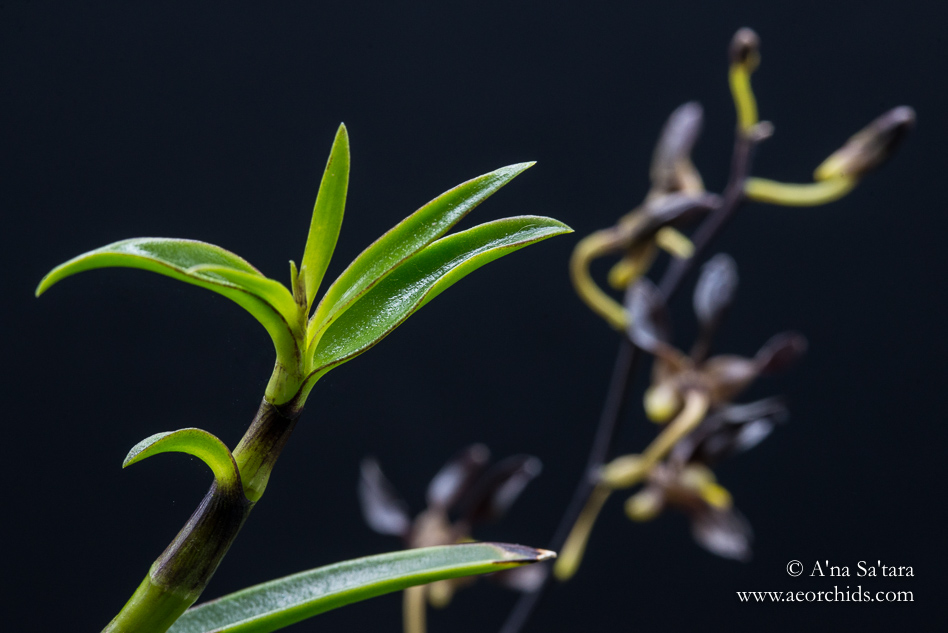 Dendrobium johannis orchid images