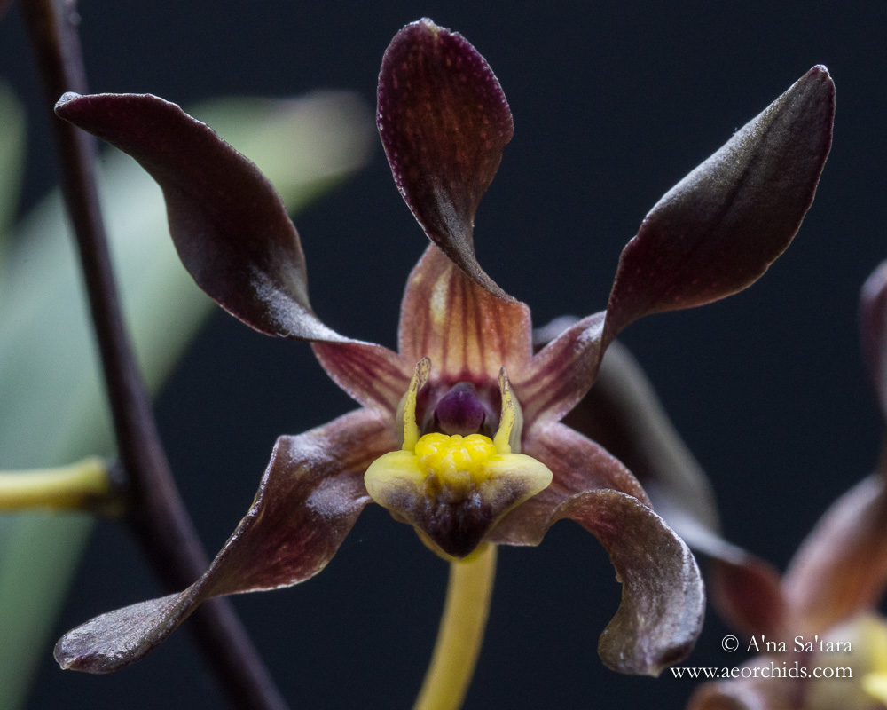 Dendrobium johannis orchid images