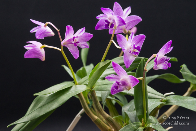 Dendrobium kingianum 'AEO' orchid images