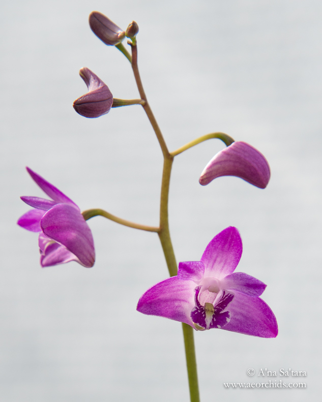 Dendrobium kingianum 'AEO' orchid images
