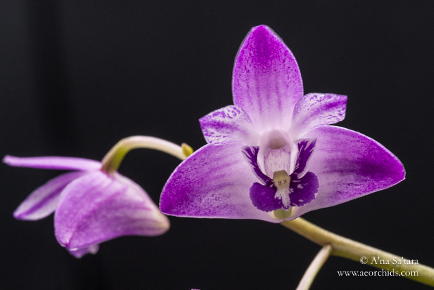 Dendrobium kingianum 'AEO' orchid images