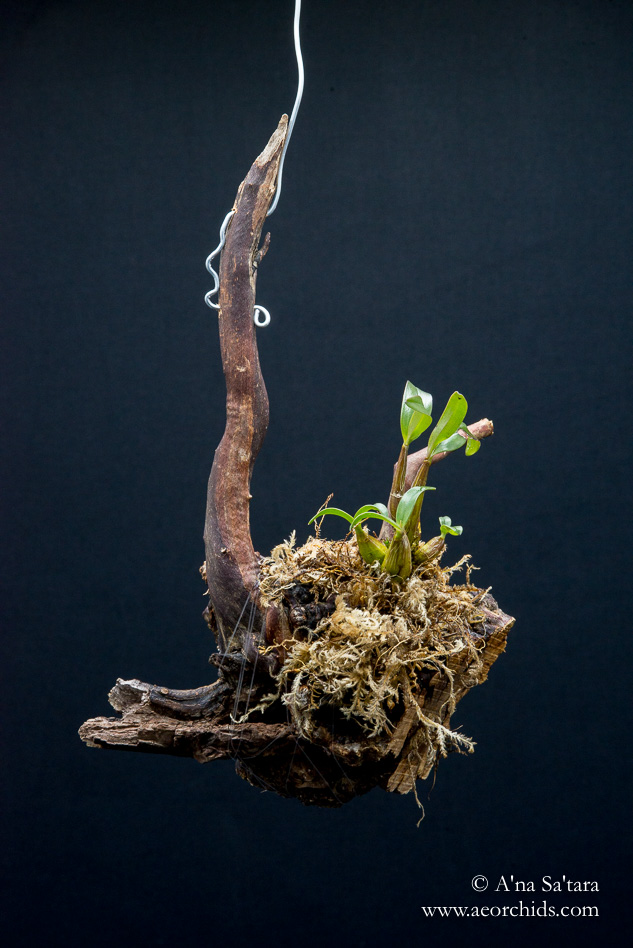 Dendrobium kingianum var. pulcherrimum orchid images