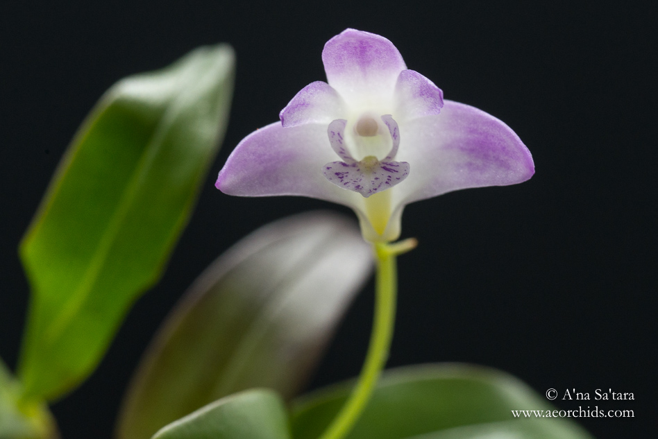 Dendrobium kingianum var. pulcherrimum orchid images