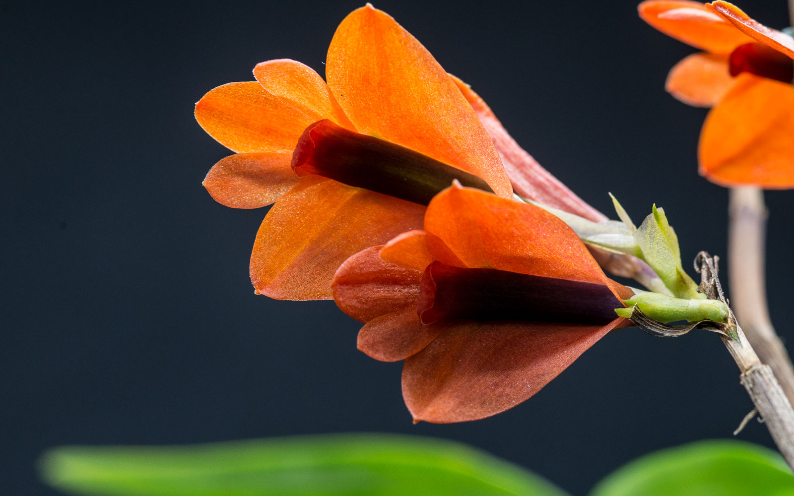 Asian & Pacific Dendrobium