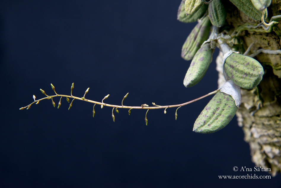 Dockrillia (Dendrobium) linguiformis orchid images