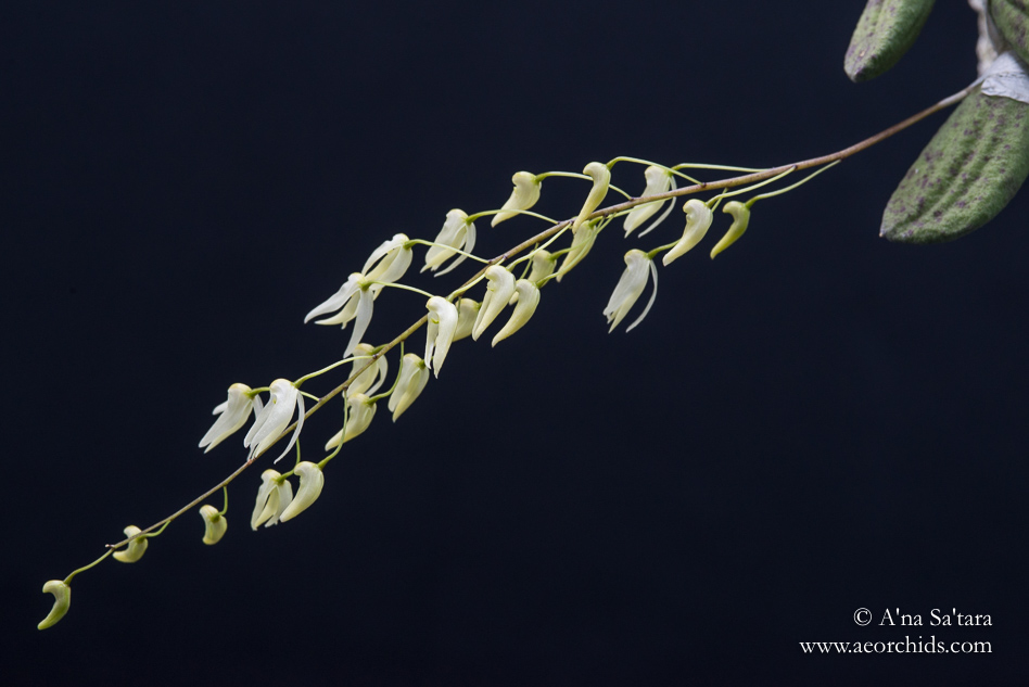 Dockrillia (Dendrobium) linguiformis orchid images