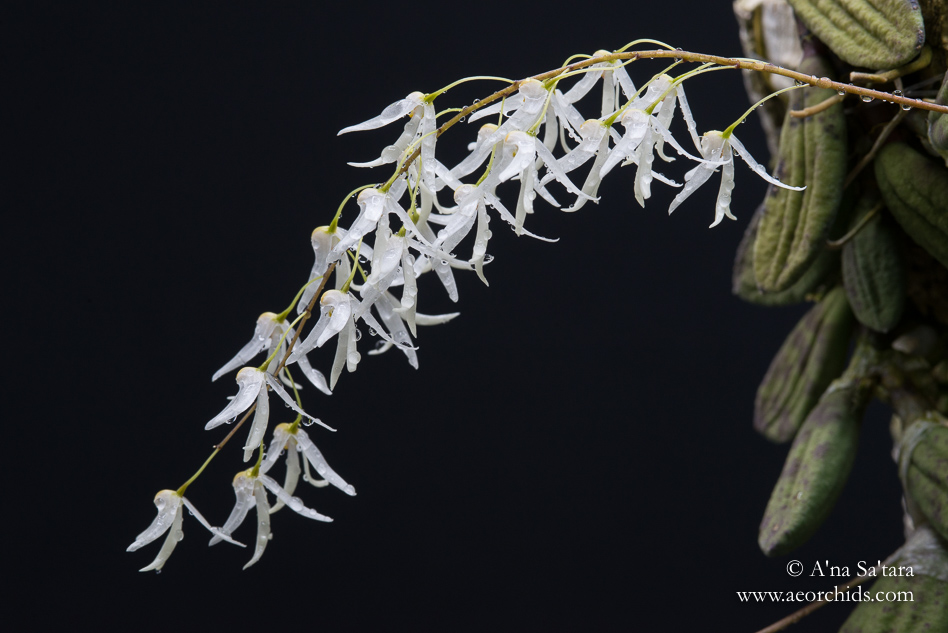 Dockrillia (Dendrobium) linguiformis orchid images