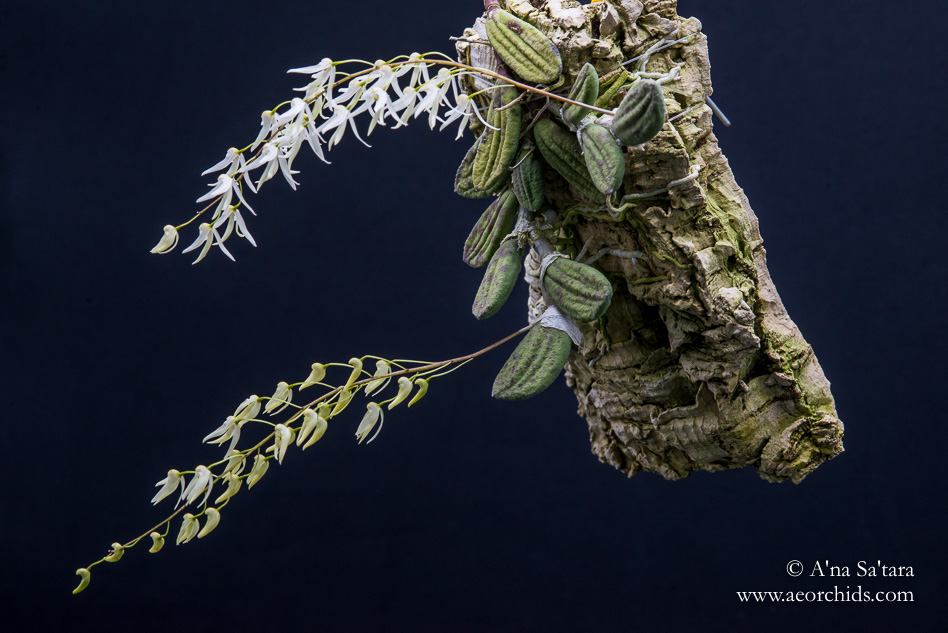 Dockrillia (Dendrobium) linguiformis orchid images