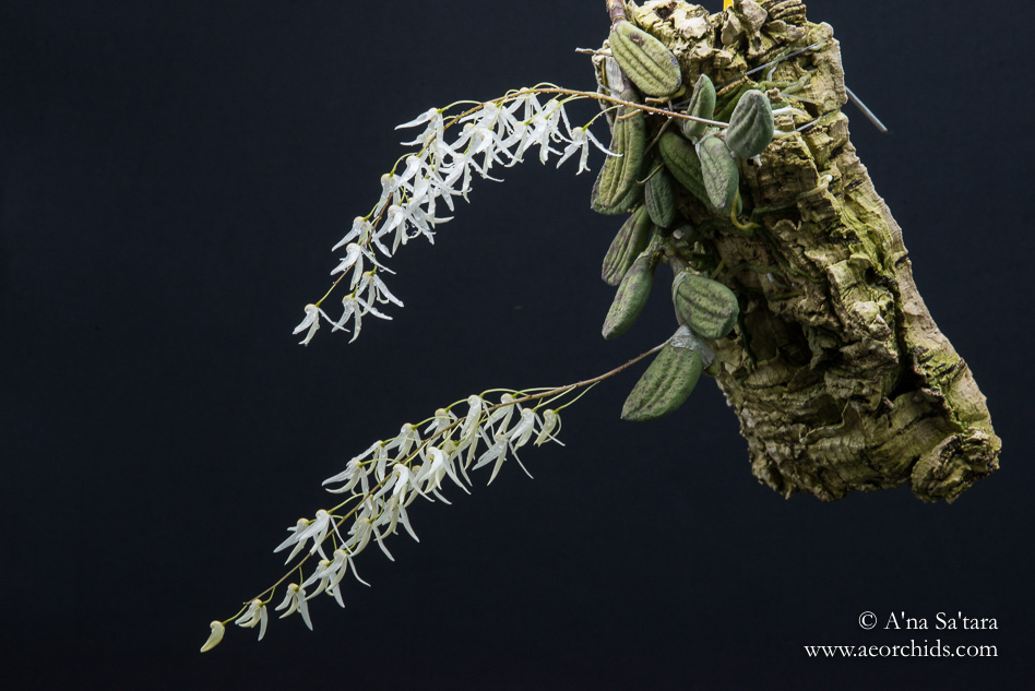 Dockrillia (Dendrobium) linguiformis orchid images