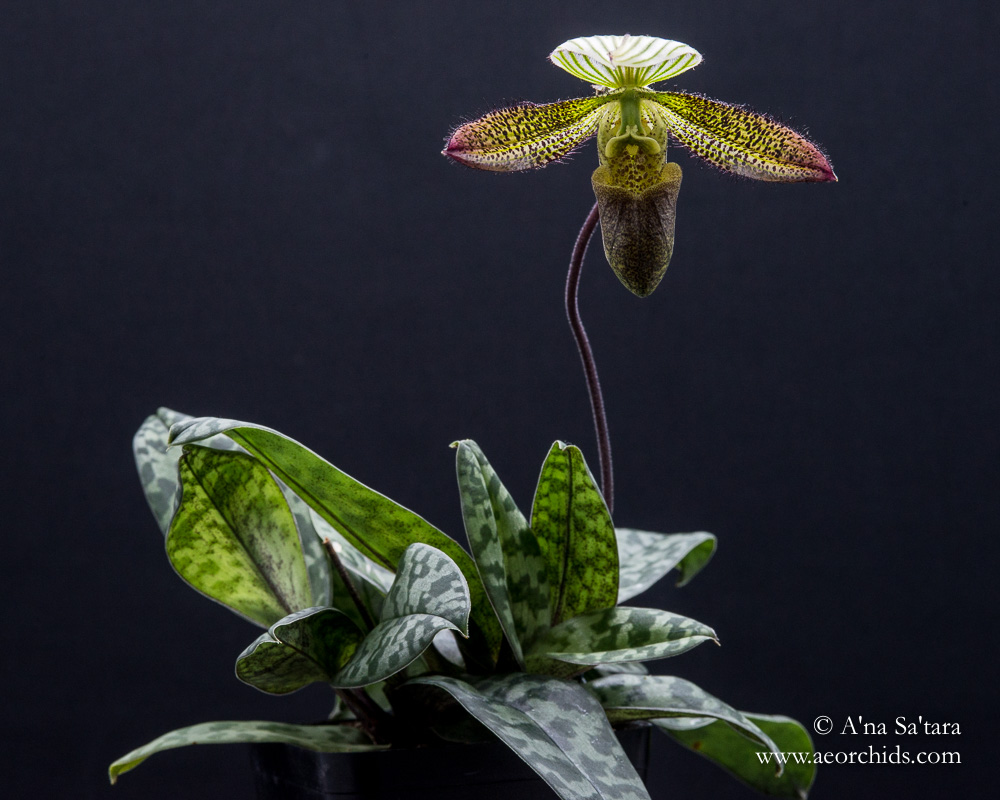 Paphiopedilum ward orchid images