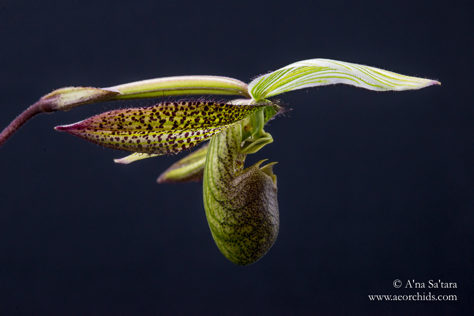 Paphiopedilum wardii orchid images