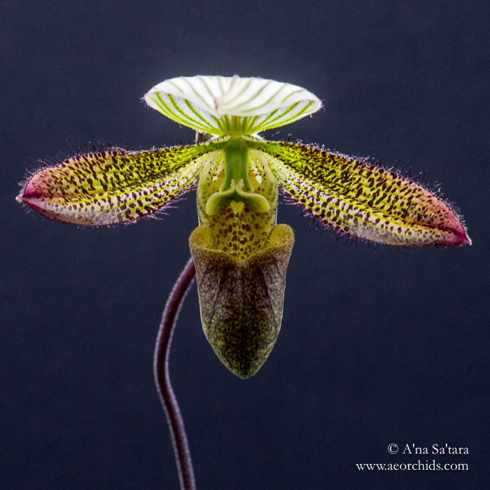 Paphiopedilum wardii orchid images