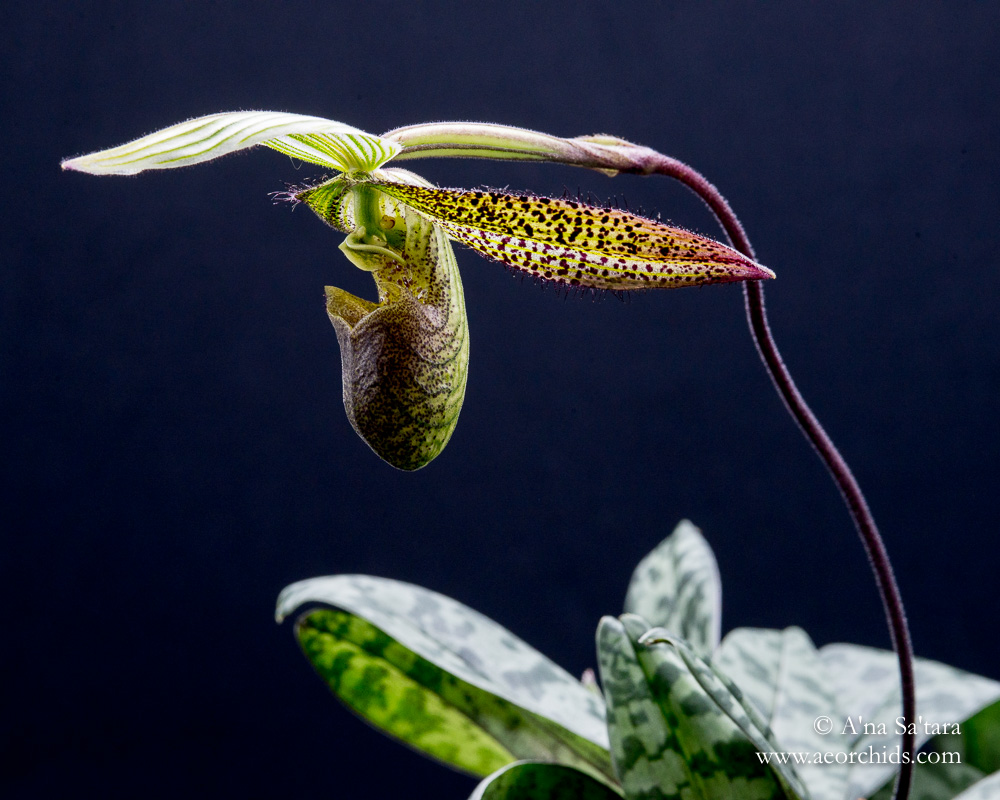 Paphiopedilum wardii orchid images