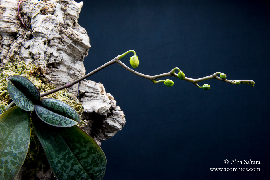 Phalaenopsis stuartiana 'Sogo' orchid images
