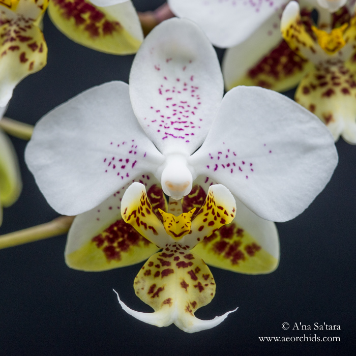Phalaenopsis stuartiana 'Sogo' orchid images