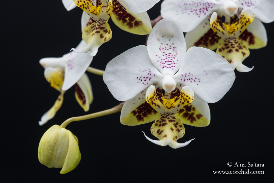 Phalaenopsis stuartiana 'Sogo' orchid images