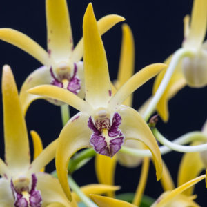 Dendrobium Robbie McInnes