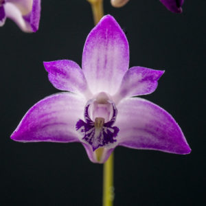 Dendrobium kingianum 'AEO' 2