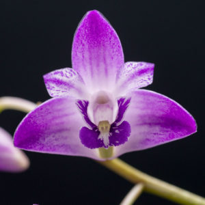 Dendrobium kingianum 'AEO'