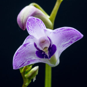 Dendrobium kingianum 'Little Ben'