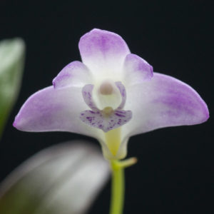 Dendrobium kingianum var. pulcherrimum