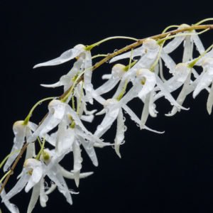 Dockrillia (Dendrobium) linguiformis