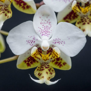 Phalaenopsis stuartiana 'Sogo'