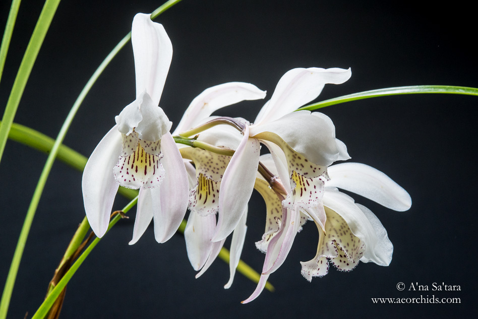 Cymbidium wenshanense