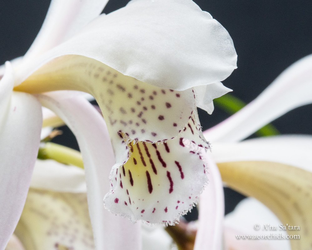 Cymbidium wenshanense