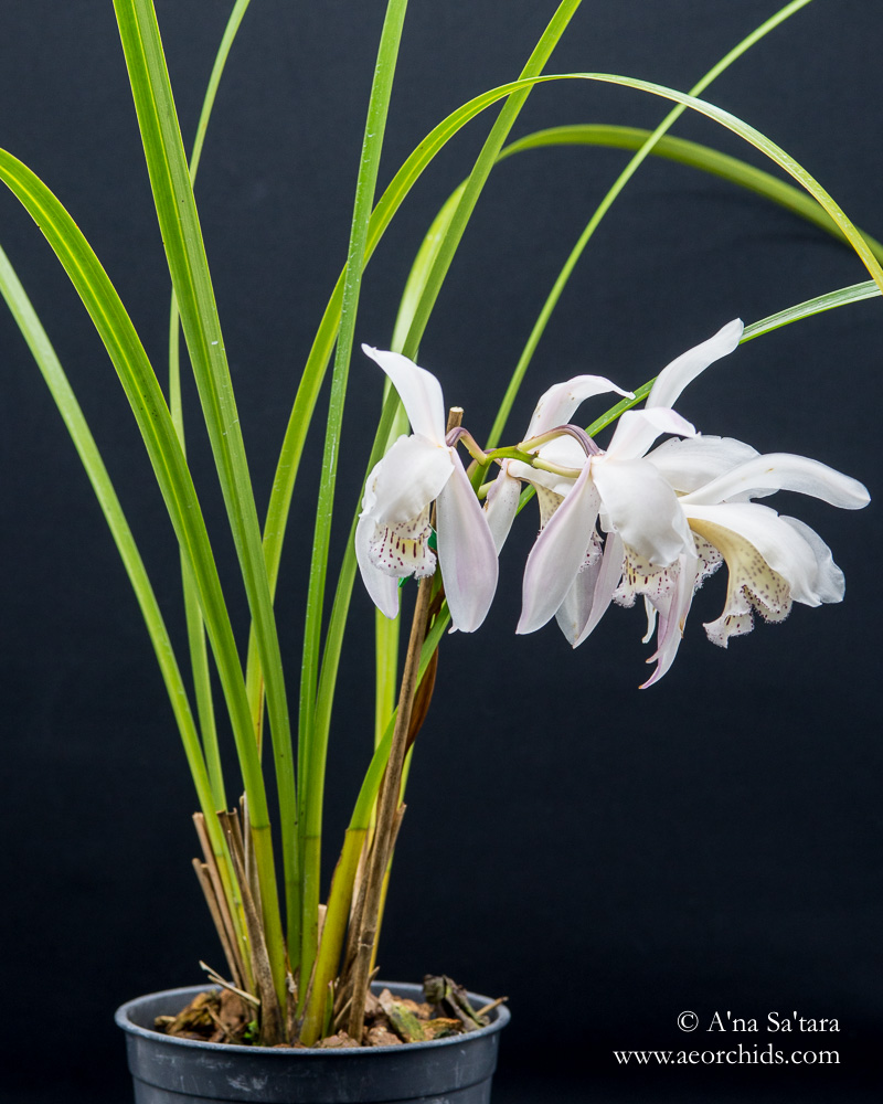 Cymbidium wenshanense