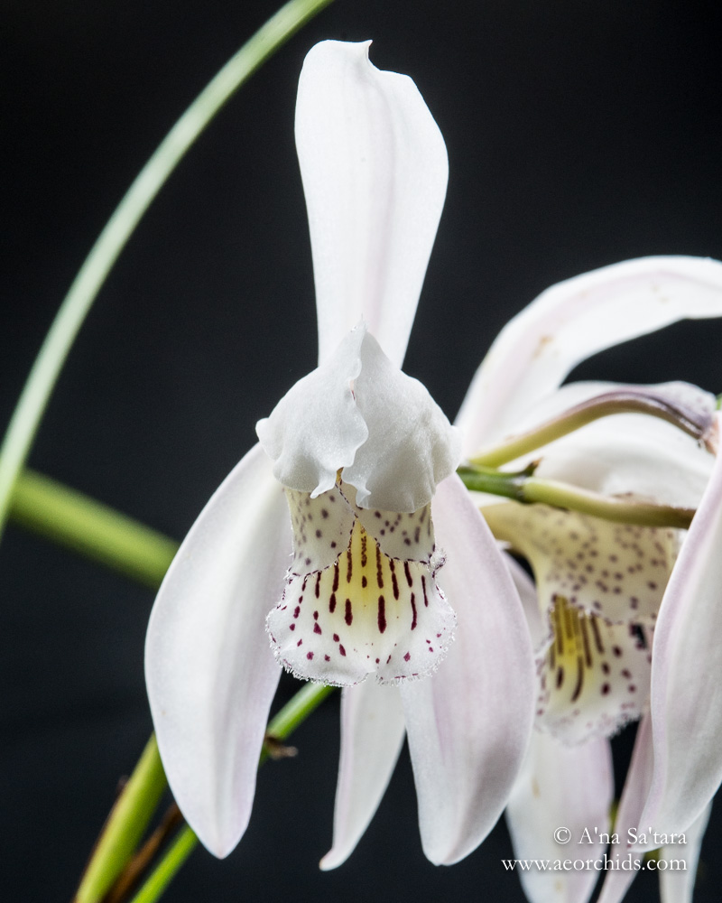 Cymbidium wenshanense