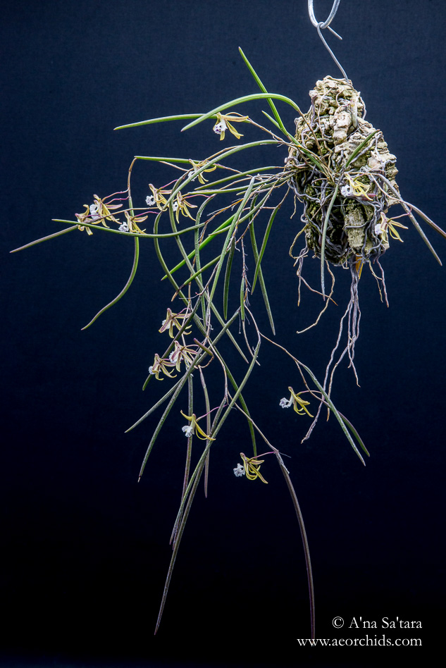 Dockrillia (Dendrobium) Julia Skillcorn orchid images