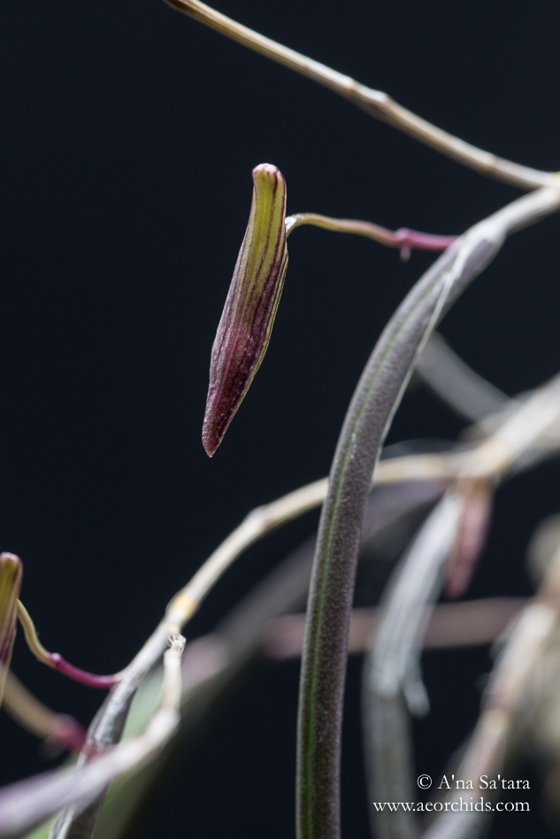 Dockrillia (Dendrobium) Julia Skillcorn orchid images