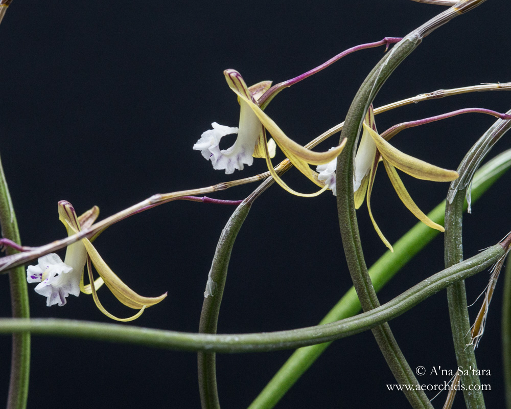 Dockrillia (Dendrobium) Julia Skillcorn orchid images