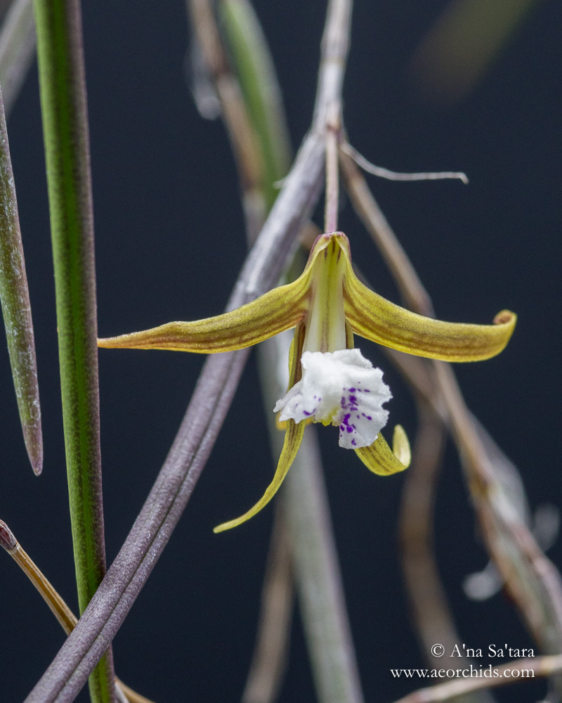 Dockrillia (Dendrobium) Julia Skillcorn orchid images