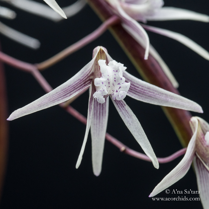 Dockrillia (Dendrobium) Rosemary Jupp orchid images