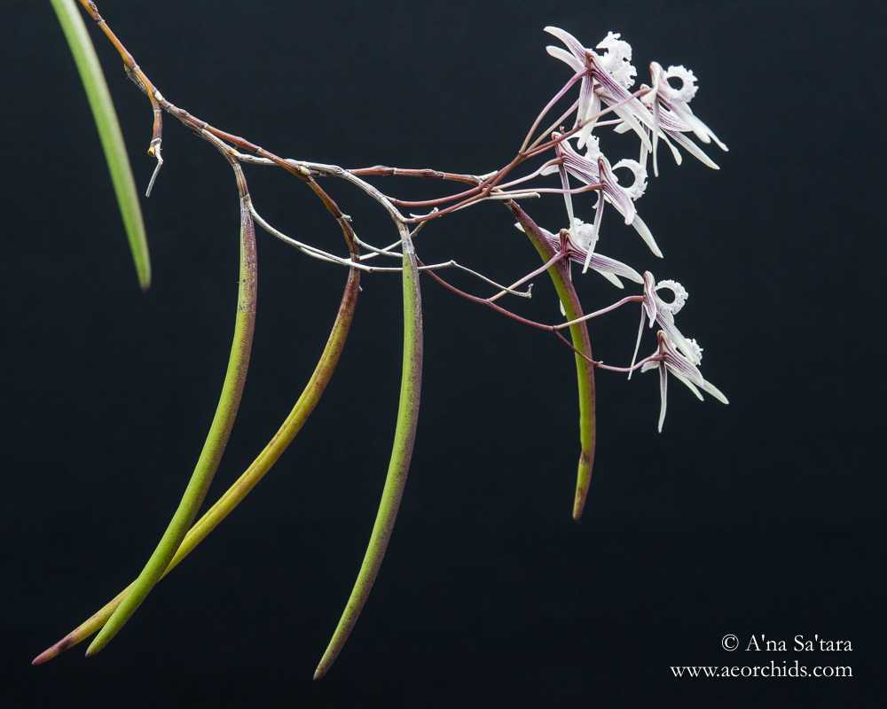 Dockrillia (Dendrobium) Rosemary Jupp orchid images