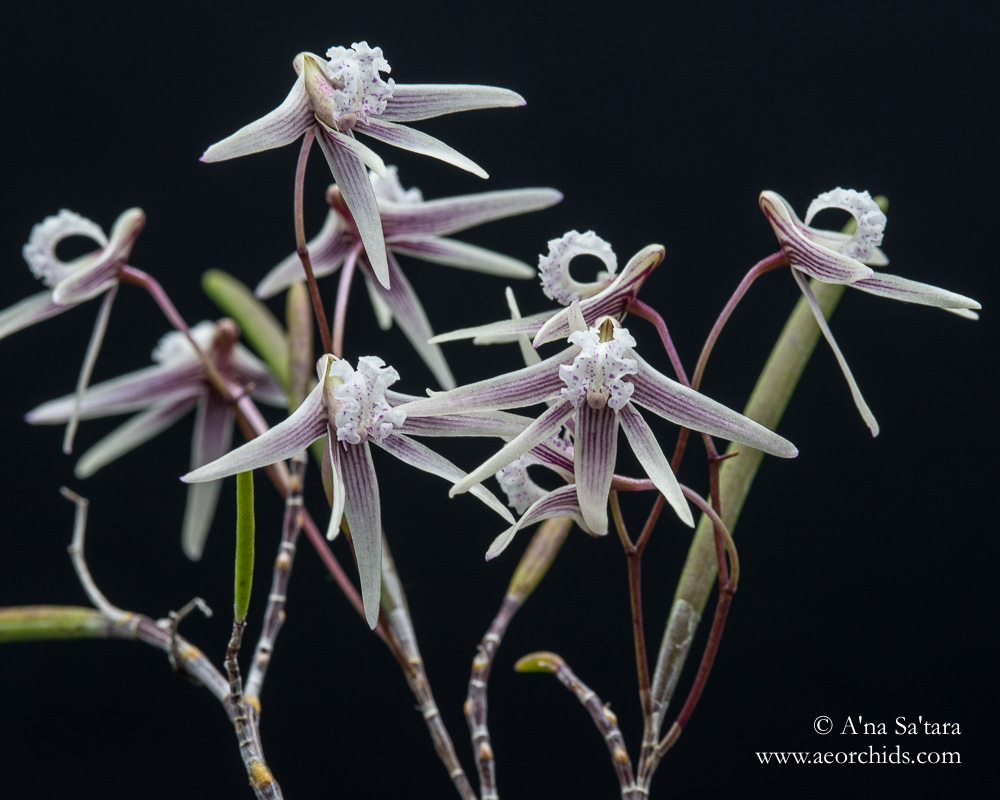 Dockrillia (Dendrobium) Rosemary Jupp orchid images