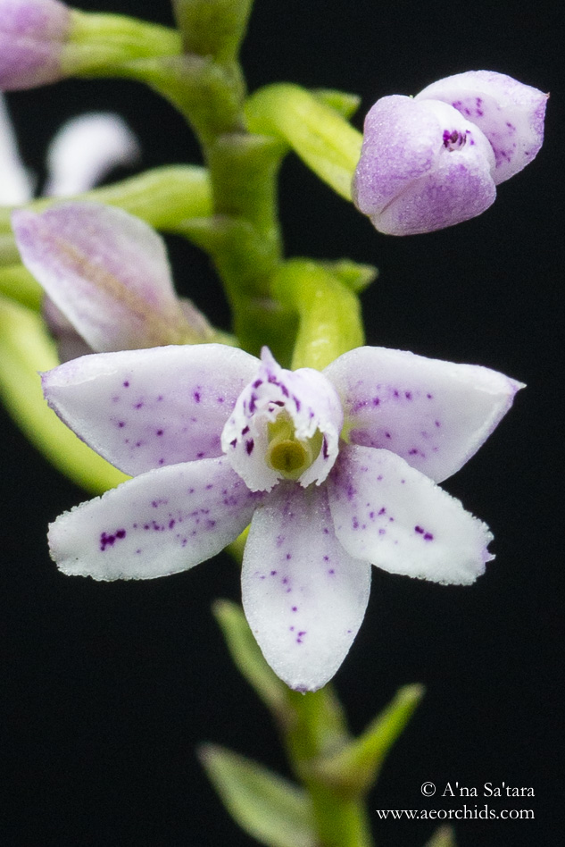 Epidendrum fimbriatum