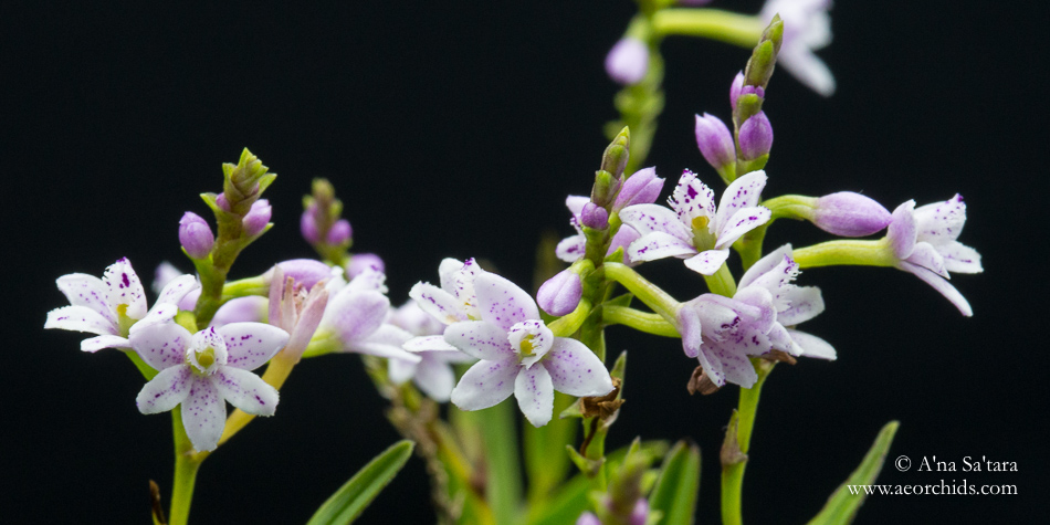 Epidendrum fimbriatum
