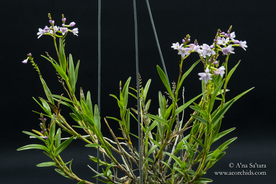 Epidendrum fimbriatum