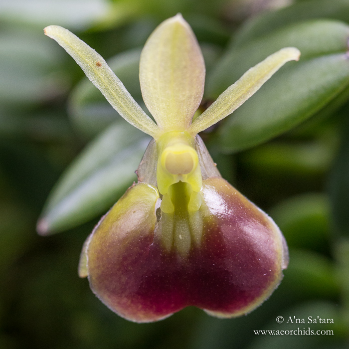 Epidendrum porpax orchid images