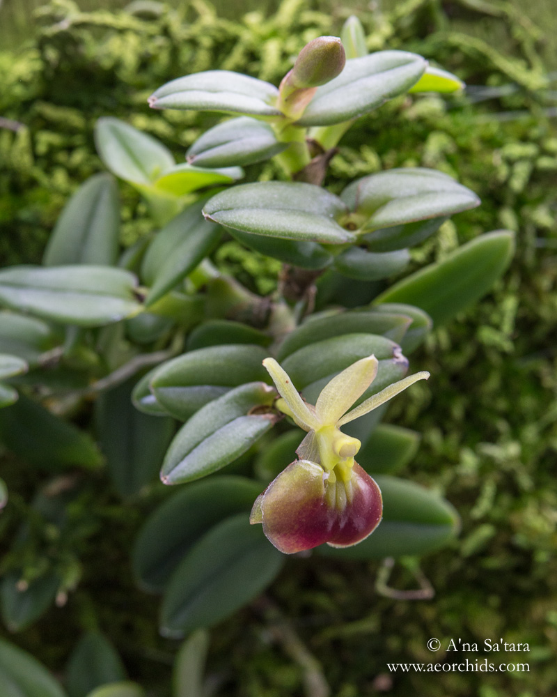 Epidendrum porpax orchid images